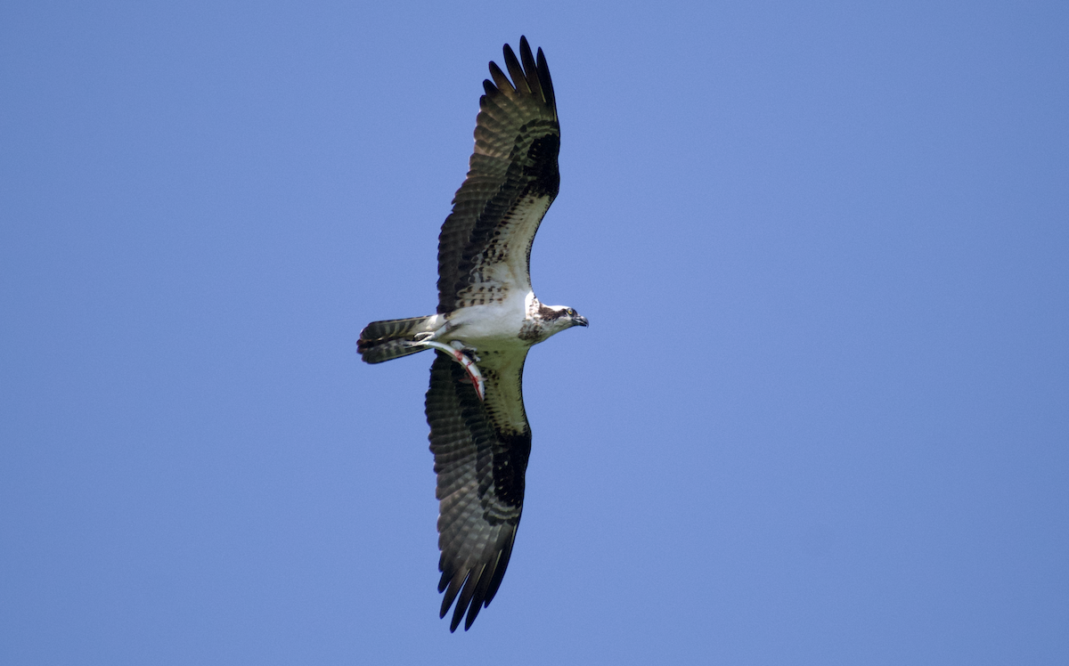 魚鷹 - ML644786619