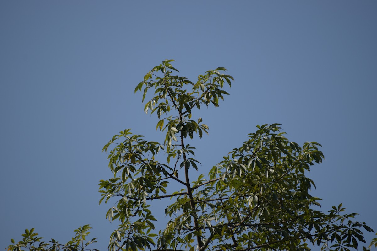 ub. edderkoppjeger (Arachnothera sp.) - ML644786620