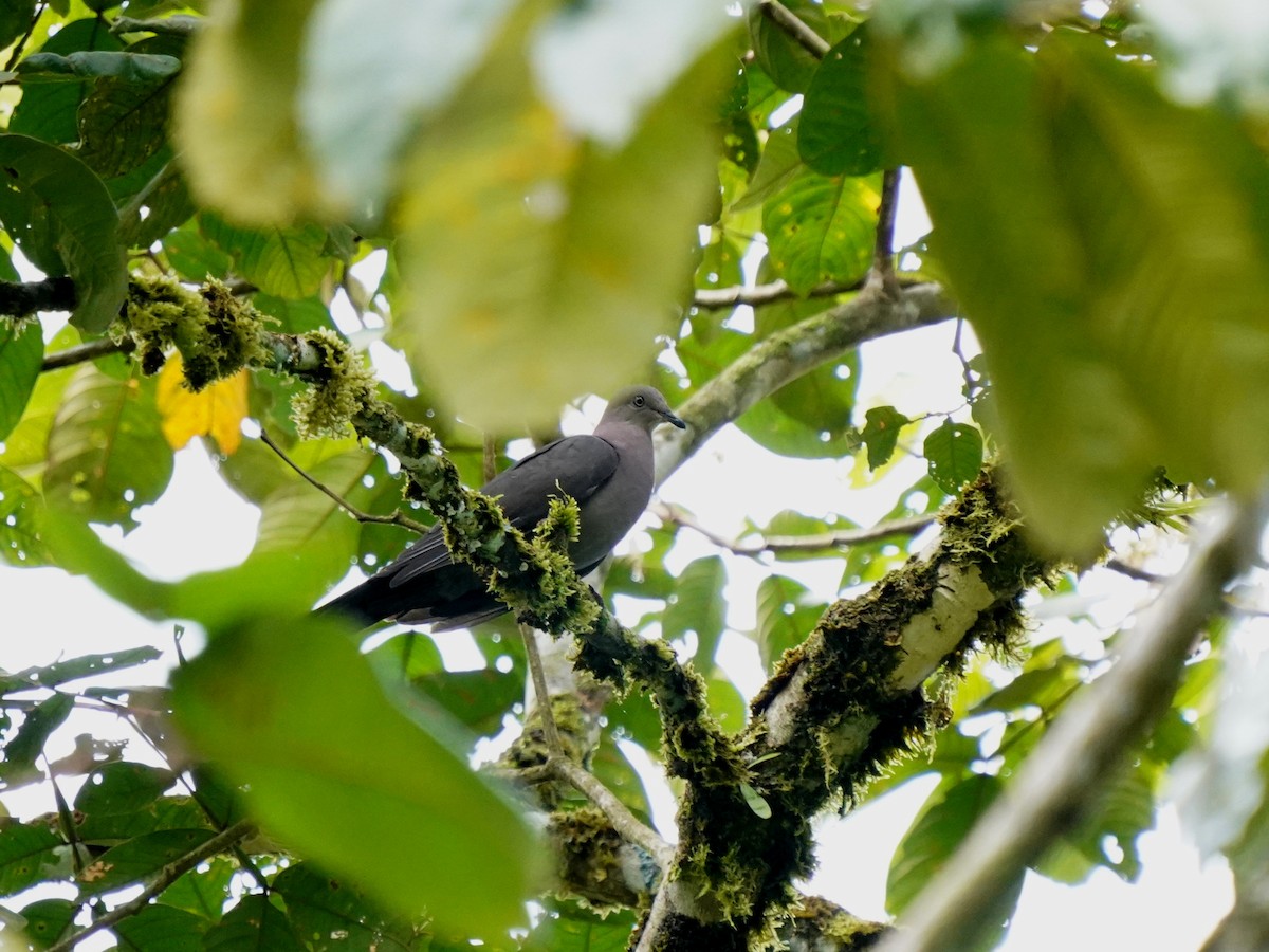 Plumbeous Pigeon - ML644786678