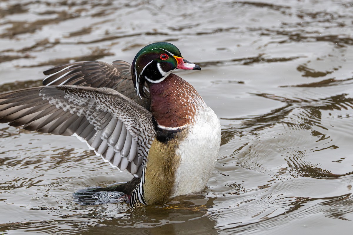 Wood Duck - ML644786706