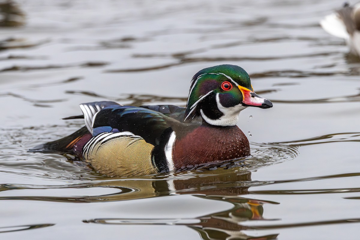 Wood Duck - ML644786707