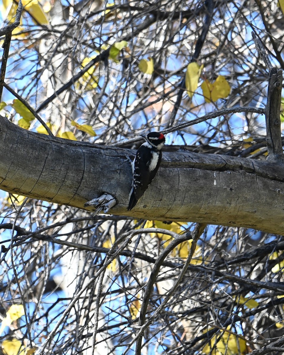 Downy Woodpecker - ML644786708