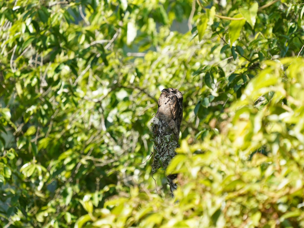 Common Potoo - ML644786709