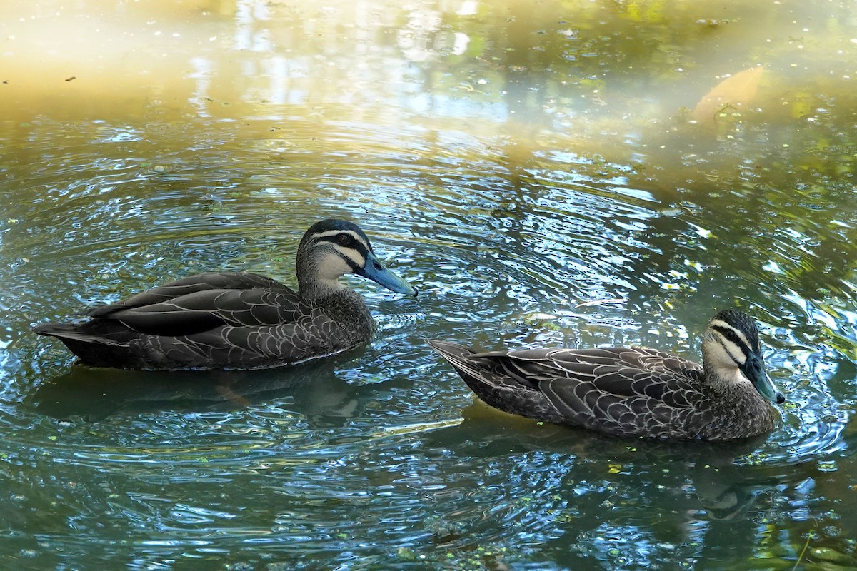 Pacific Black Duck - ML644786710