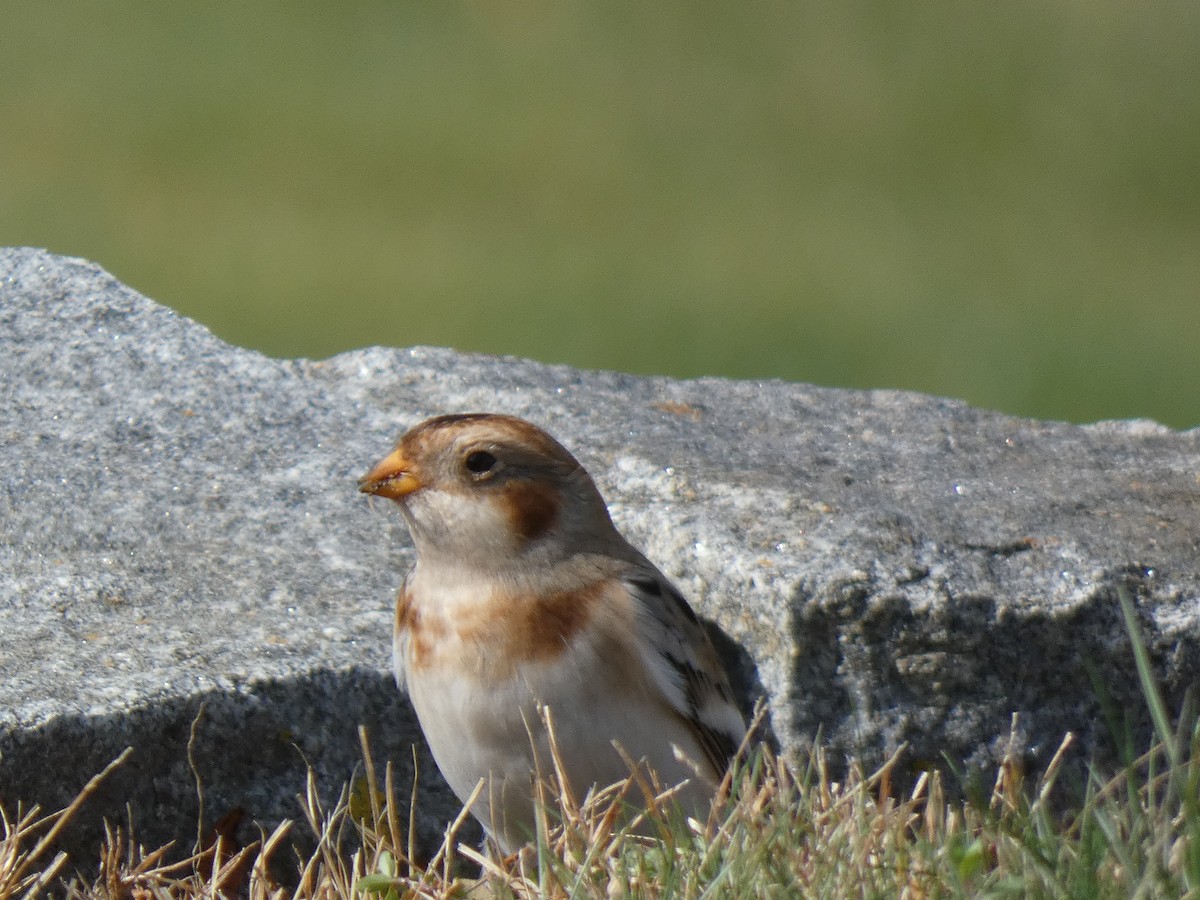 Snow Bunting - ML644786711