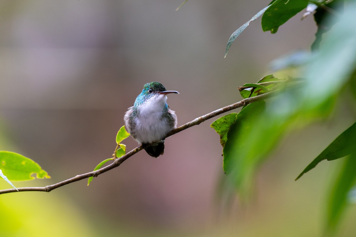 Andean Emerald - ML644786712