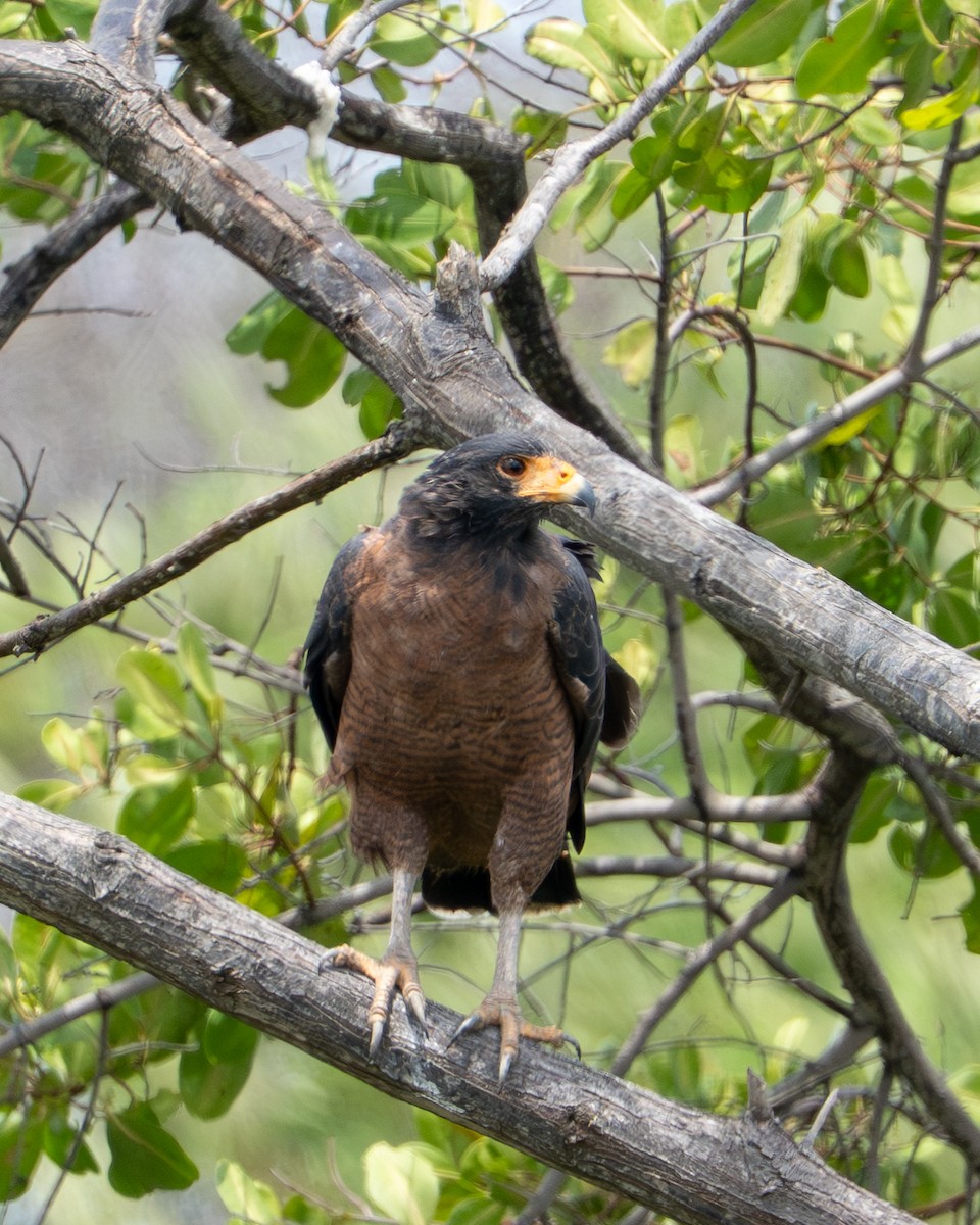 Rufous Crab Hawk - ML644786713
