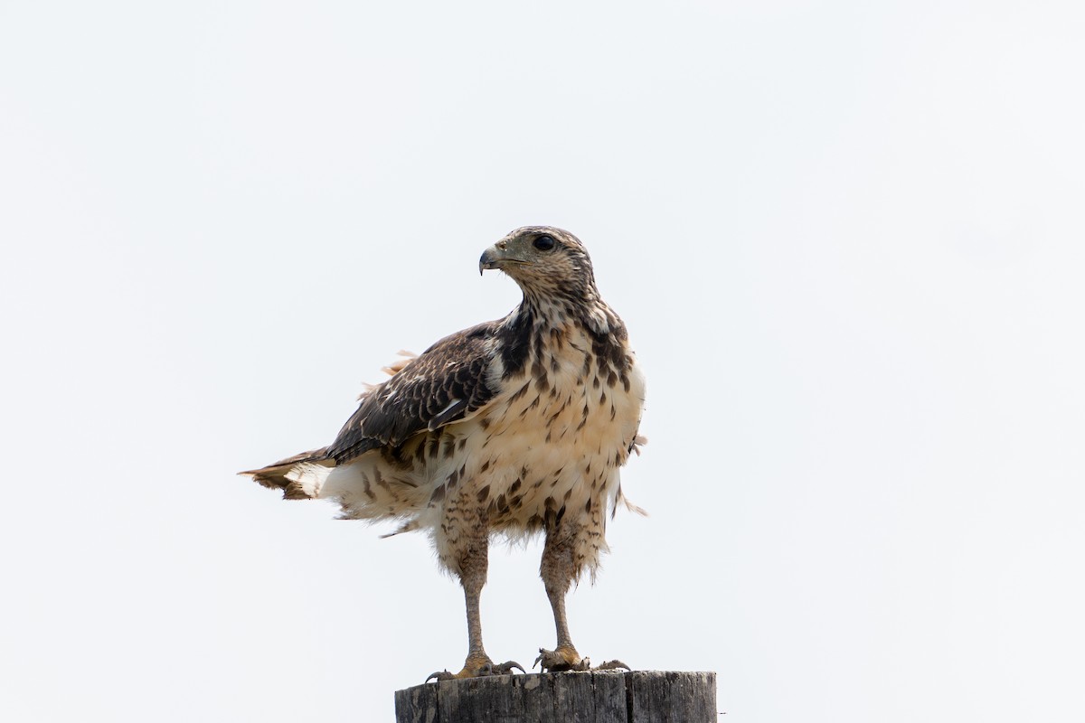 Rufous Crab Hawk - ML644786714