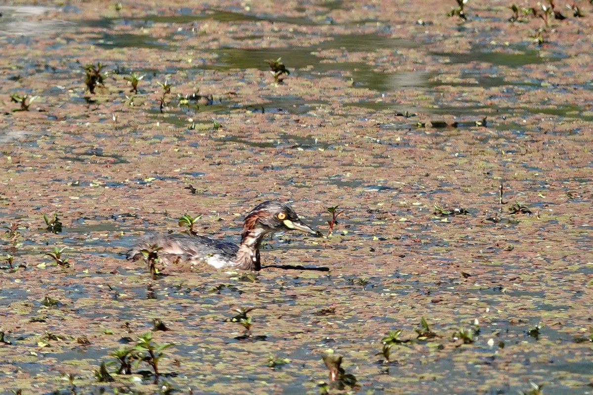 Australasian Grebe - ML644786717