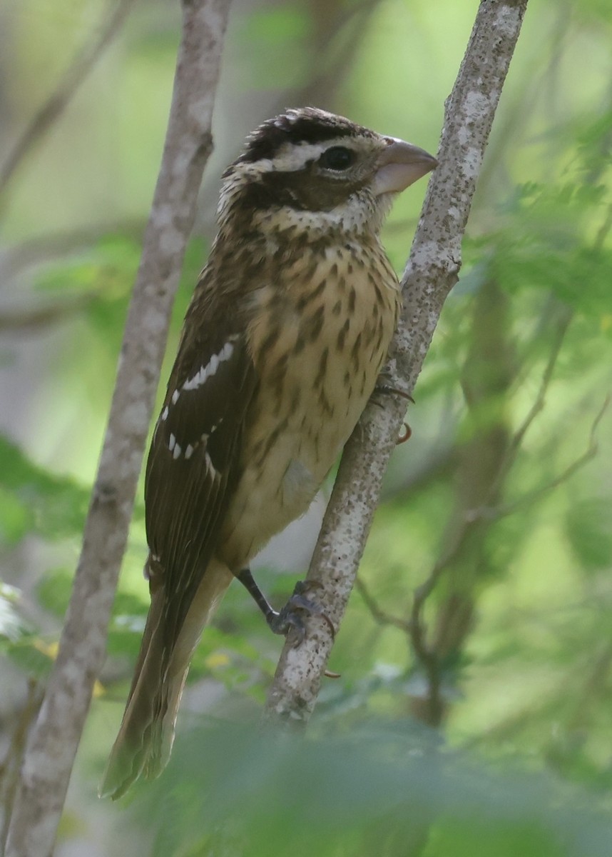 Rose-breasted Grosbeak - ML644786718