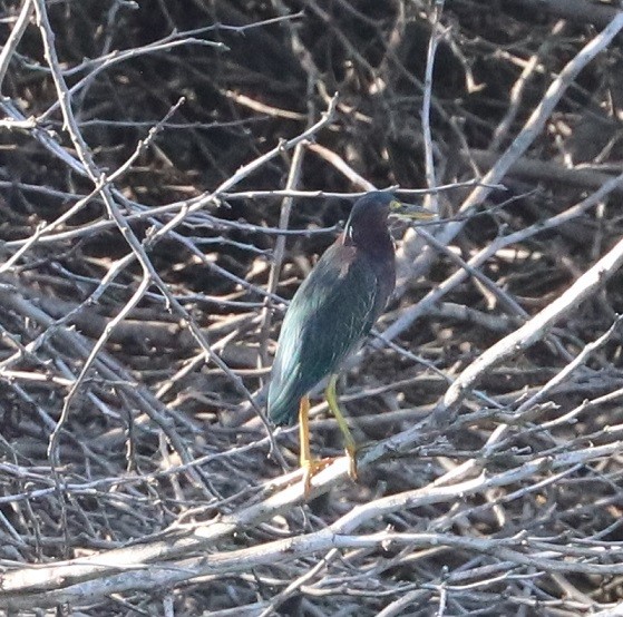 Mallard - ML644786719