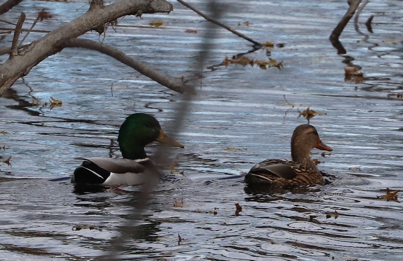 Mallard - ML644786720