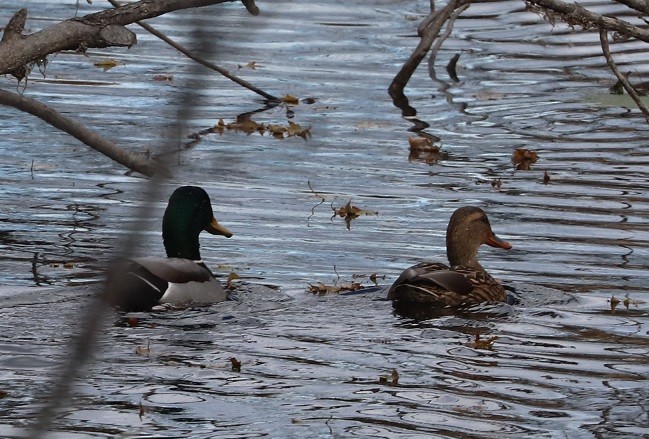 Mallard - ML644786721