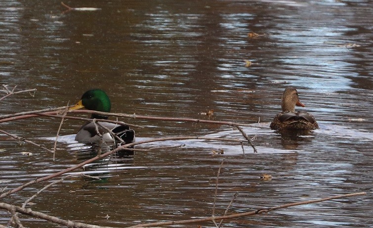 Mallard - ML644786722