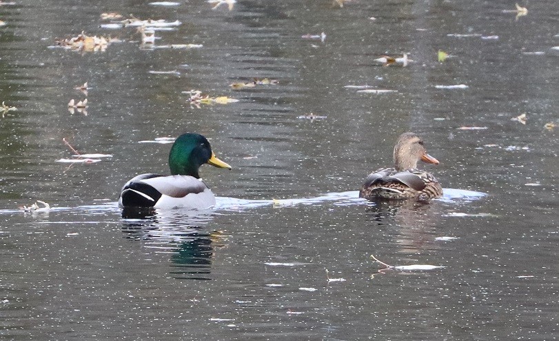 Mallard - ML644786723