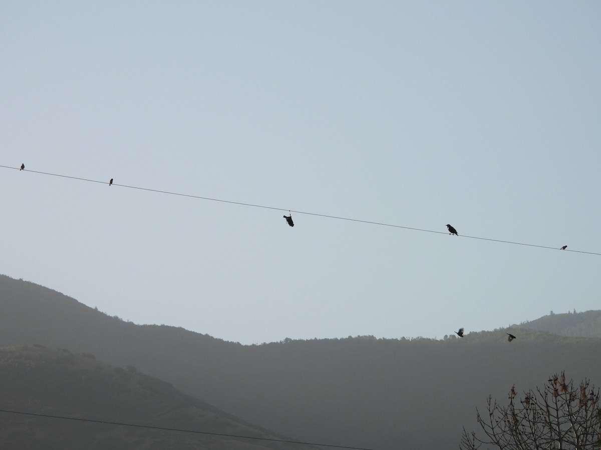 European Starling - ML644786726