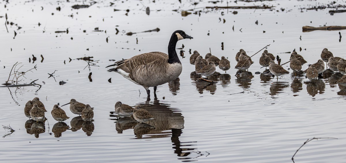 Canada Goose - ML644786727
