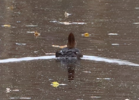Hooded Merganser - ML644786731