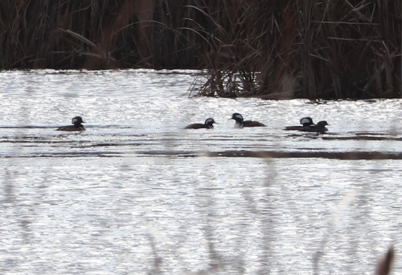Hooded Merganser - ML644786733