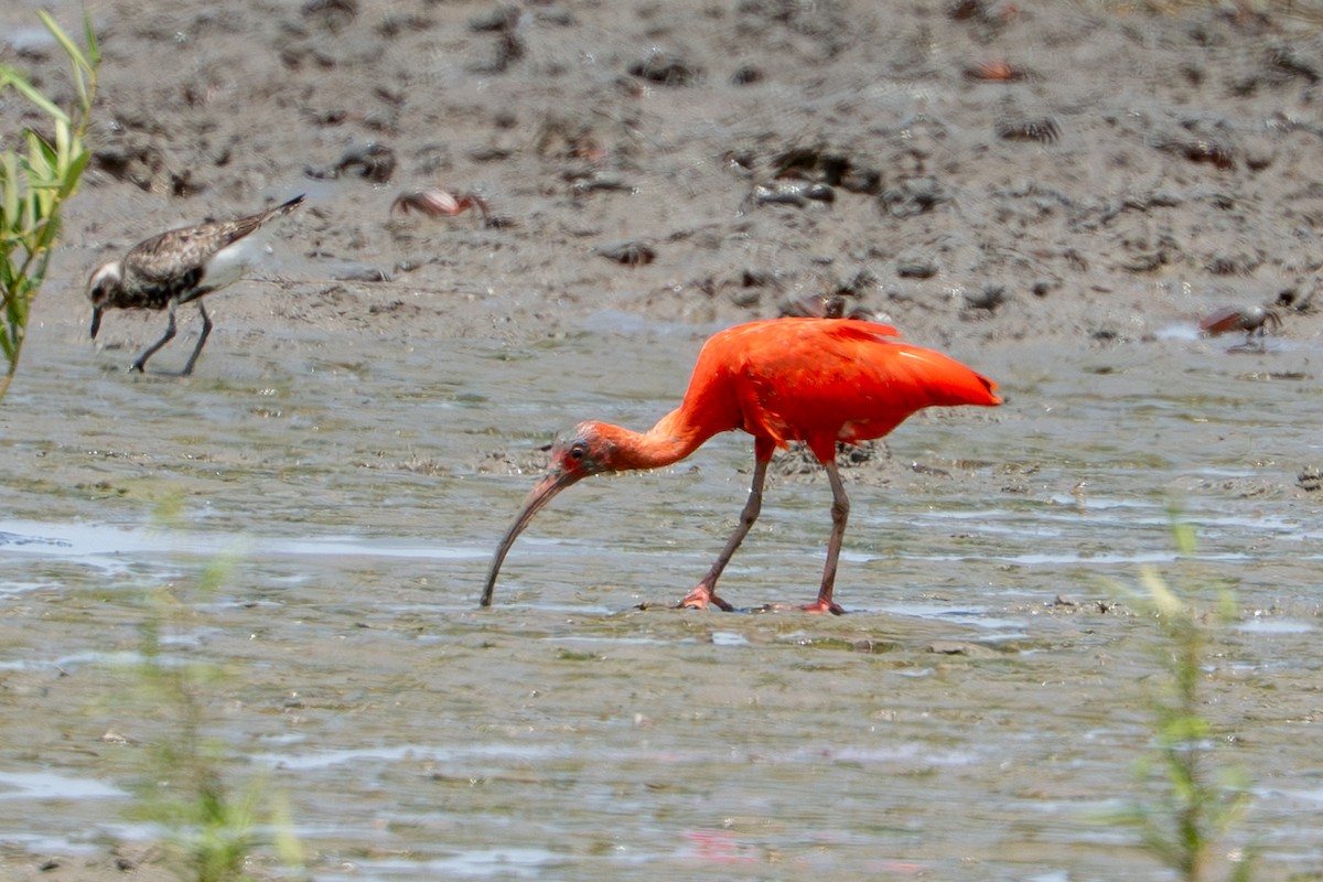 Scarlet Ibis - ML644786735
