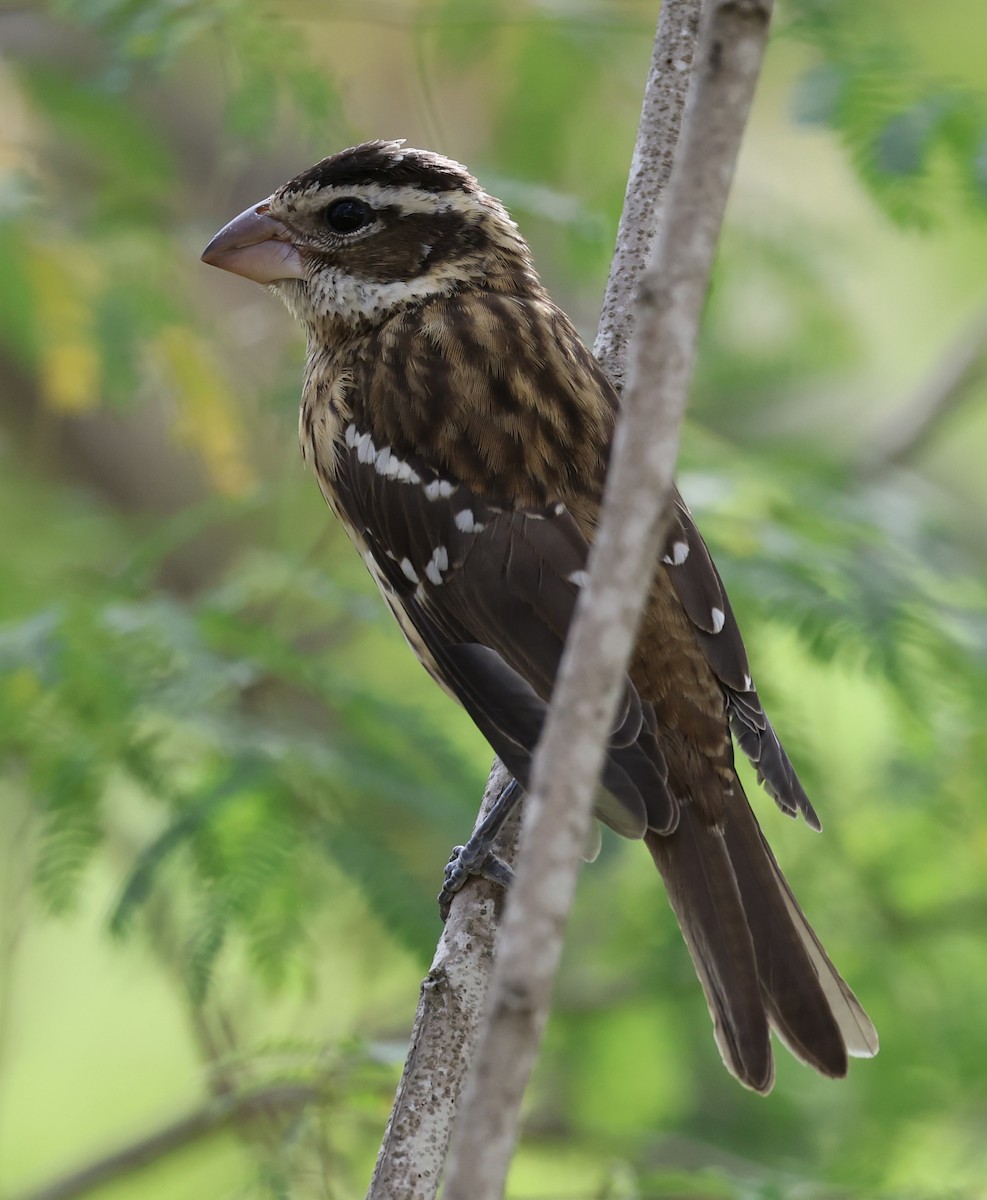Rose-breasted Grosbeak - ML644786736