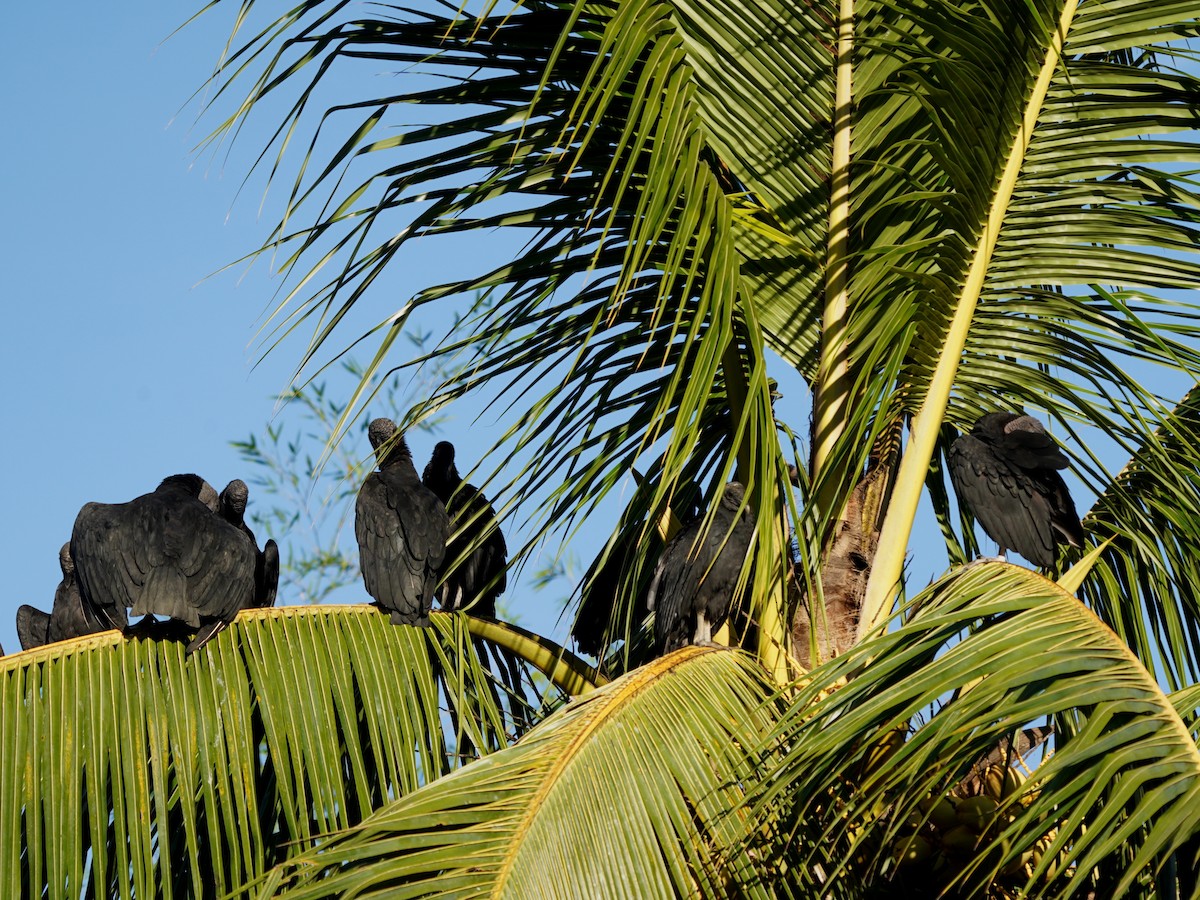 Black Vulture - ML644786737