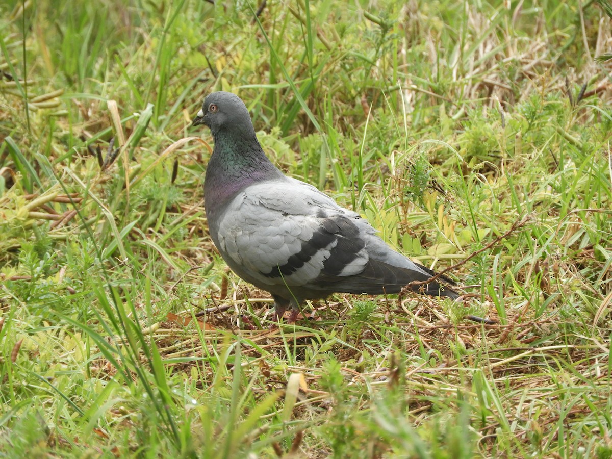 Голуб сизий (міський) - ML644786738