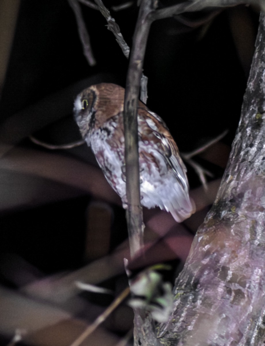 Eastern Screech-Owl - ML644786739