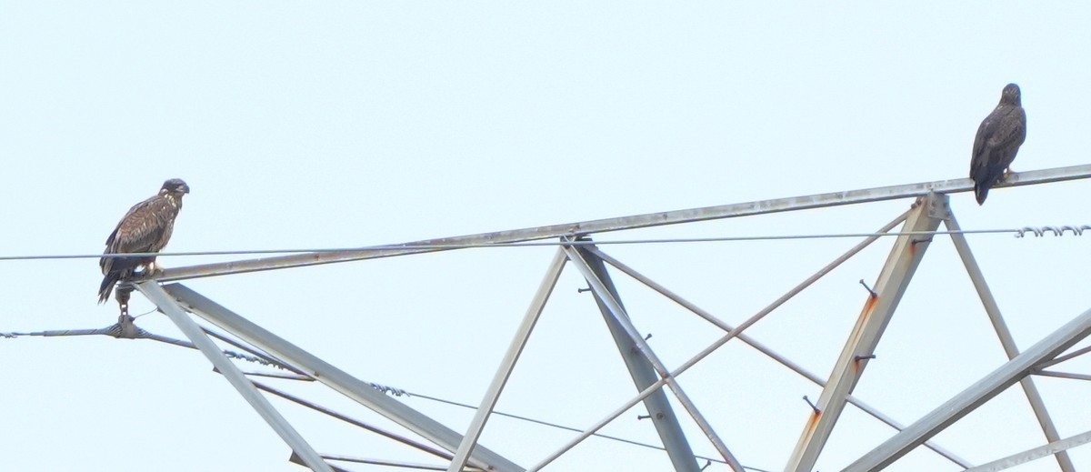 Itsas arrano buruzuria - ML644786742