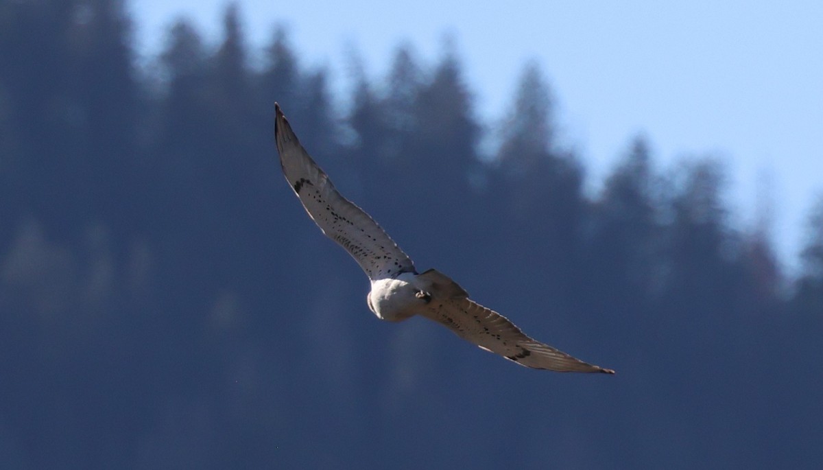Ferruginous Hawk - ML644786743
