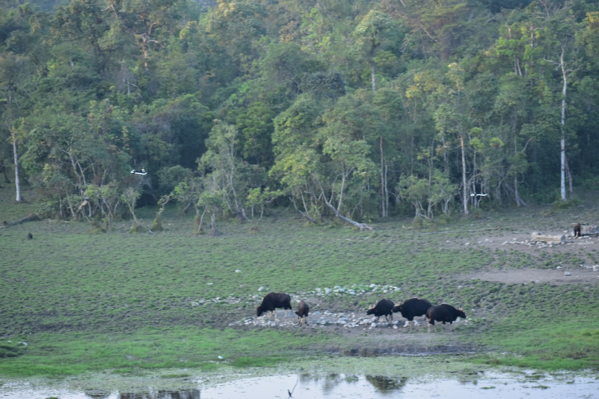 storhornfugl - ML644786744