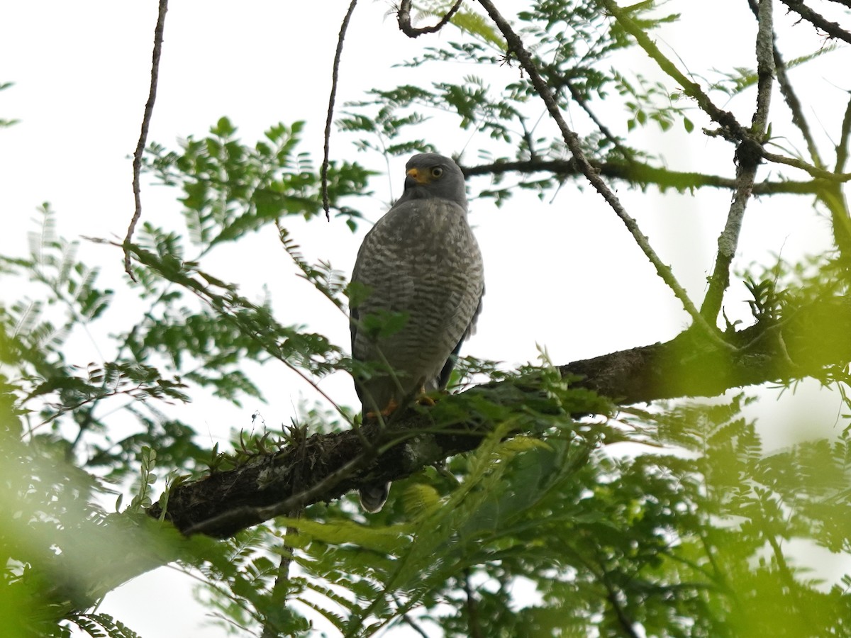 káně krahujová - ML644786746