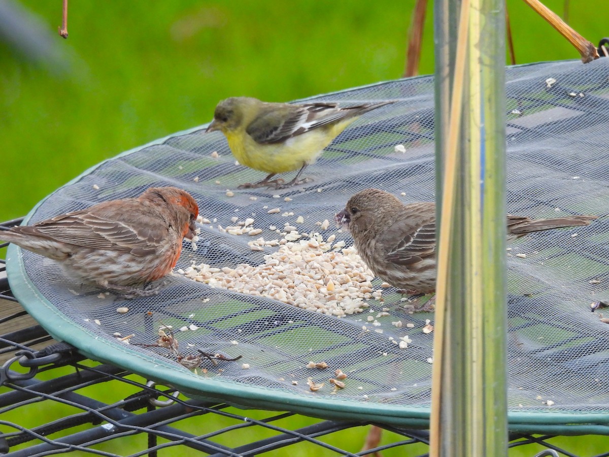 Burugorri arrunta - ML644786758