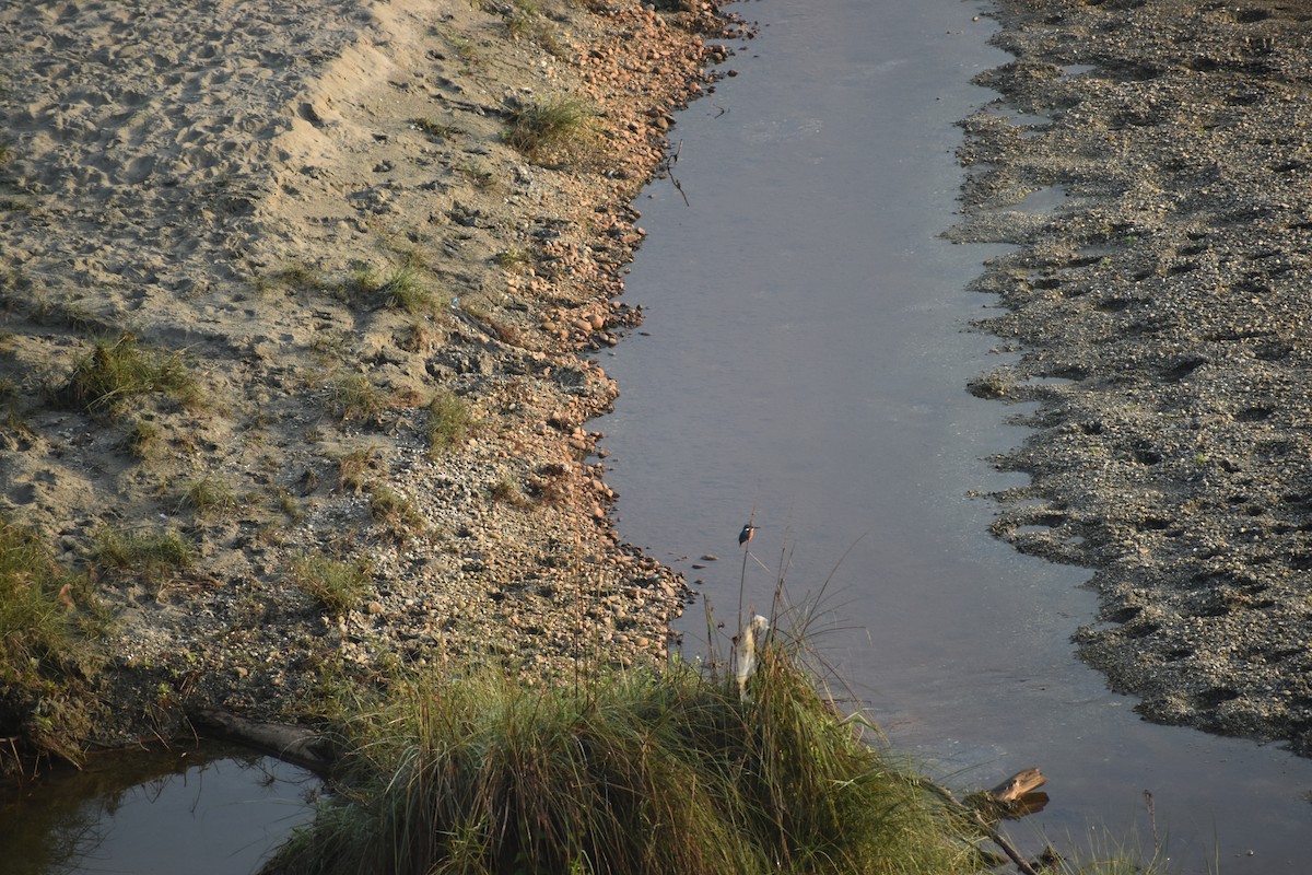 isfugl - ML644786762