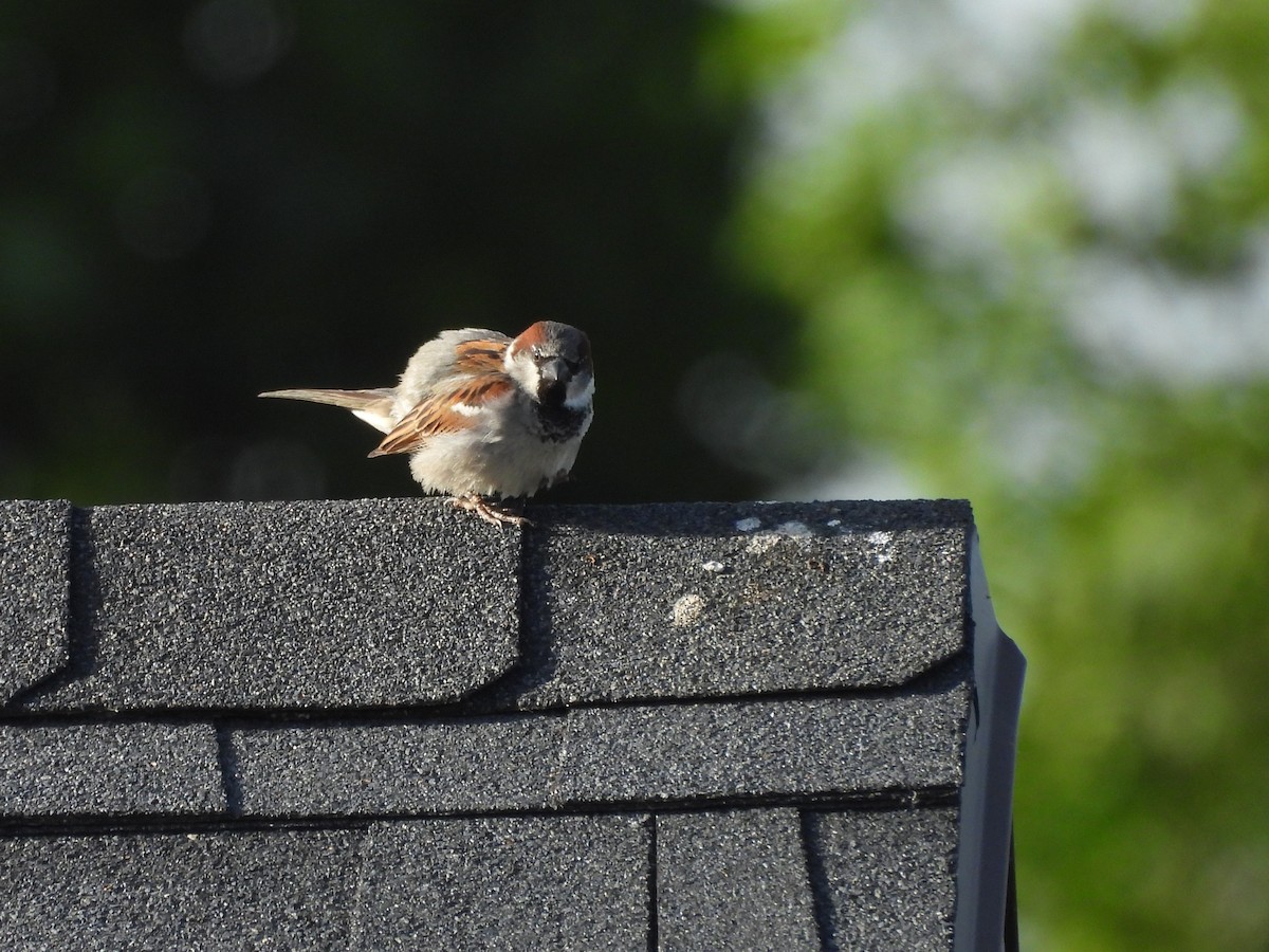 家麻雀 - ML644786766