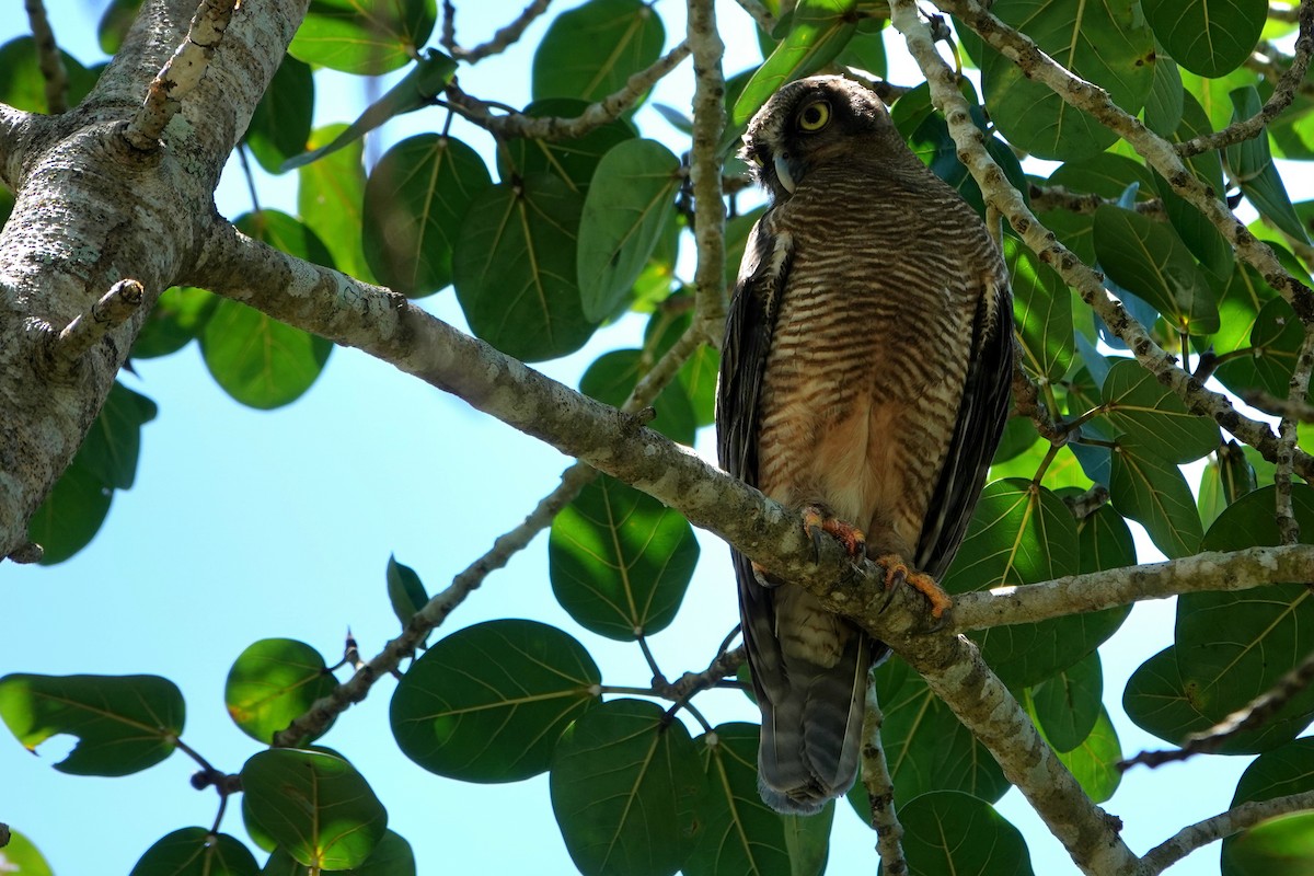 Kızıl Bubuk - ML644786768