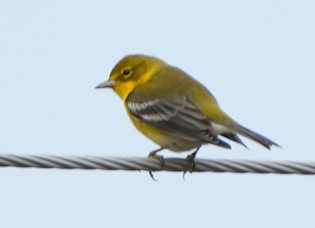 Pine Warbler - ML644786769