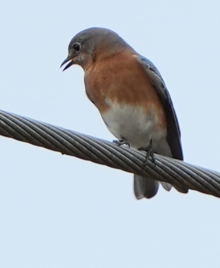 Eastern Bluebird - ML644786775