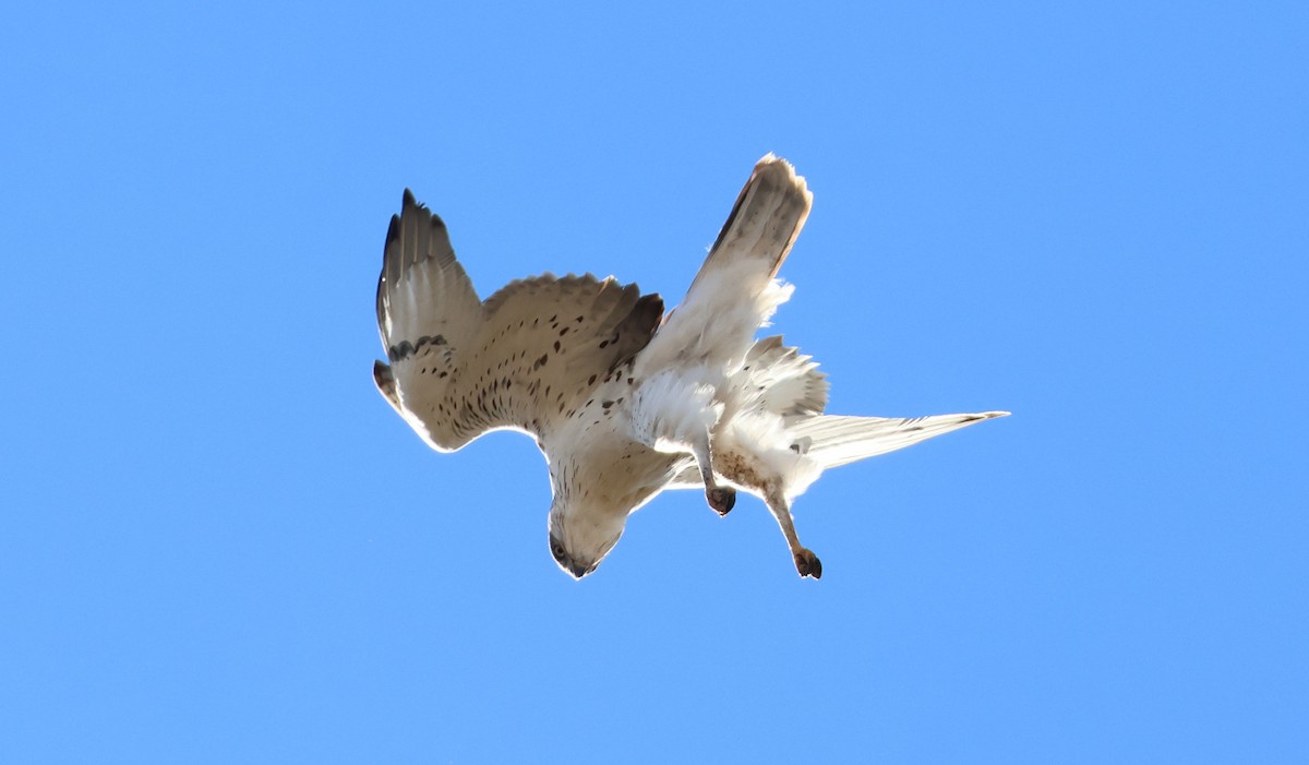 Ferruginous Hawk - ML644786779