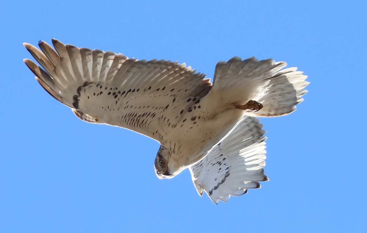 Ferruginous Hawk - ML644786780