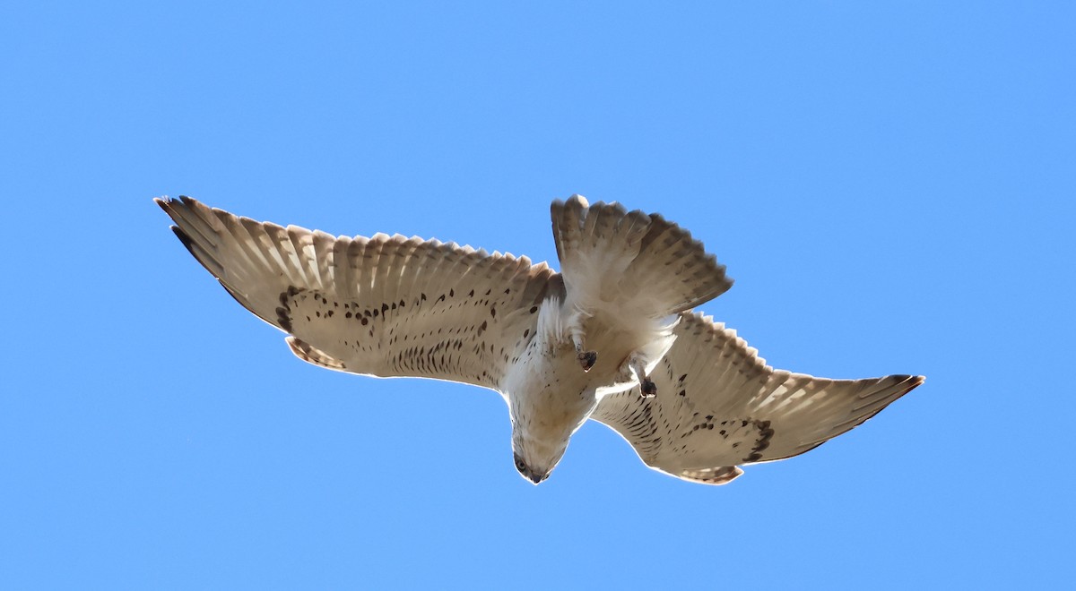 Ferruginous Hawk - ML644786781