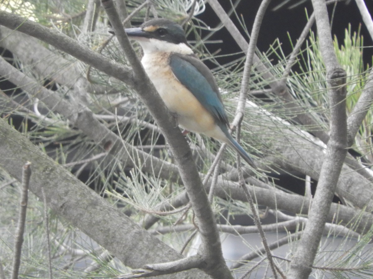 Альціон священний - ML644786791