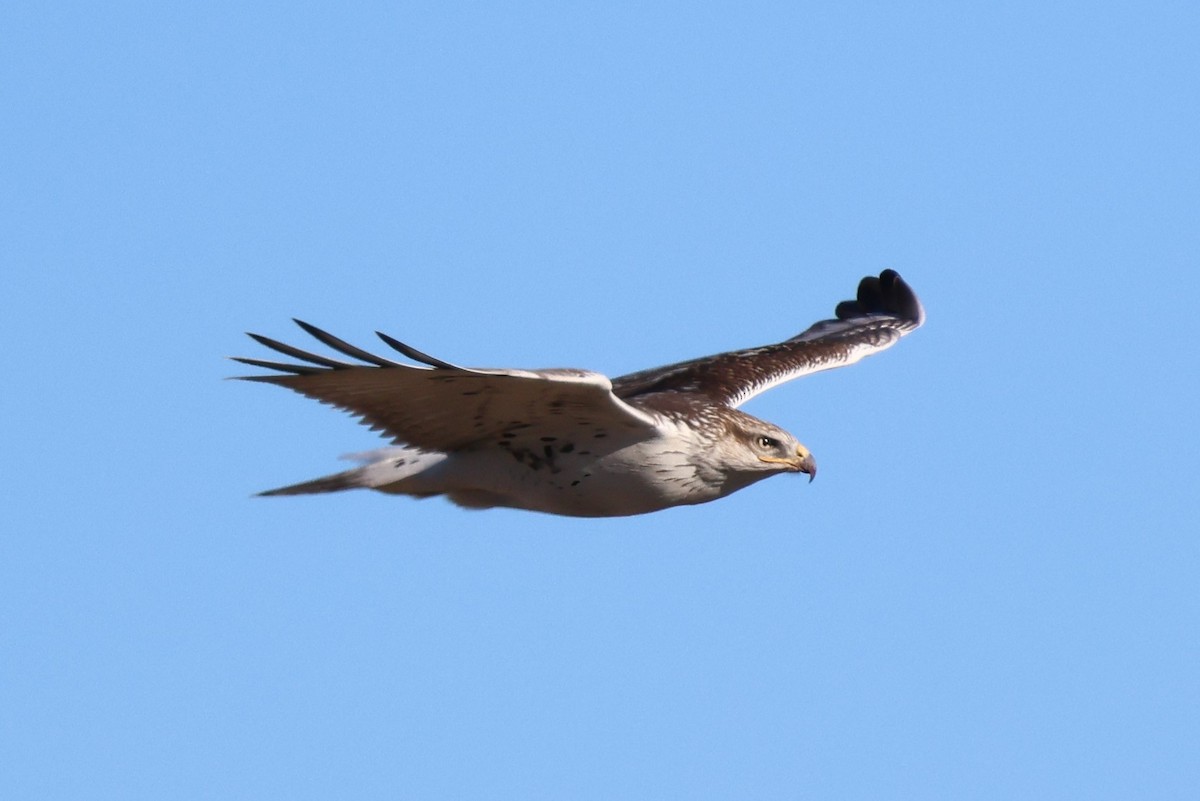 Ferruginous Hawk - ML644786808