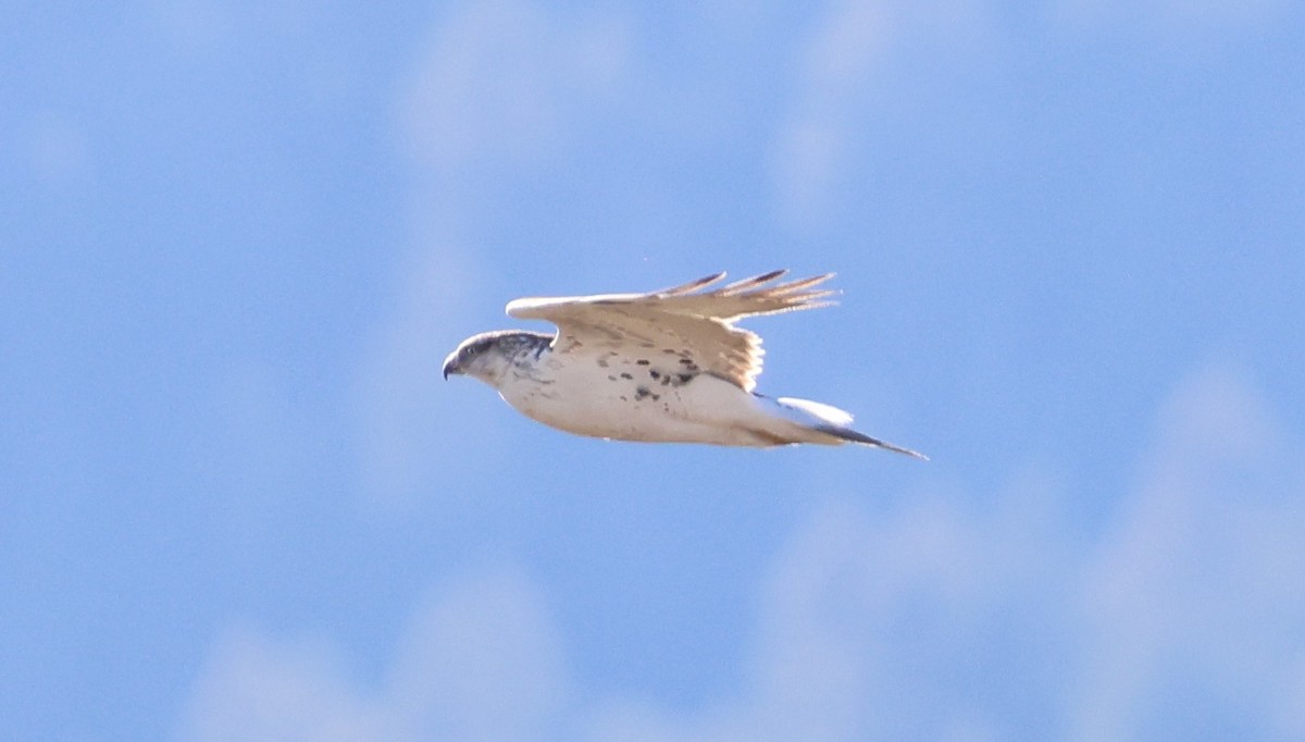 Ferruginous Hawk - ML644786812