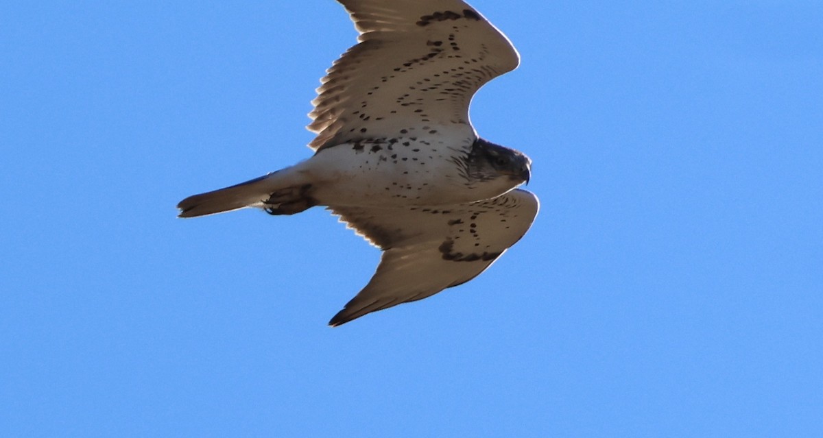 Ferruginous Hawk - ML644786813