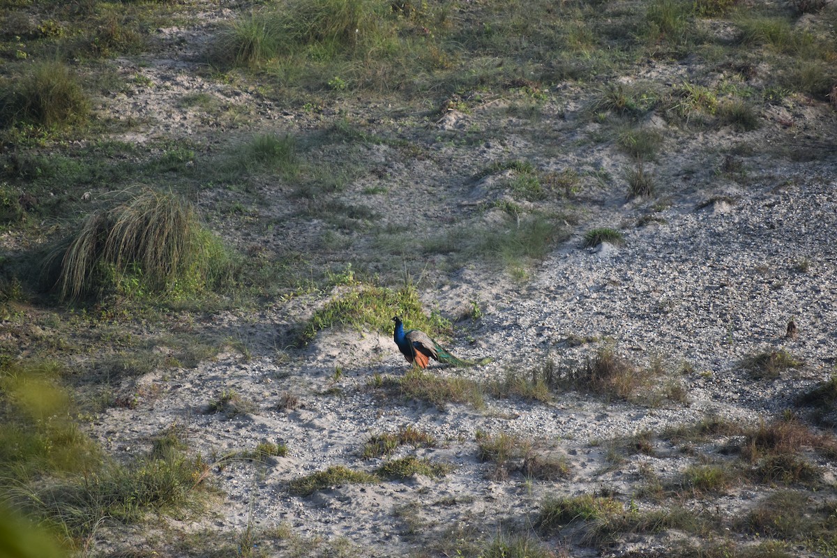 indiapåfugl - ML644786817