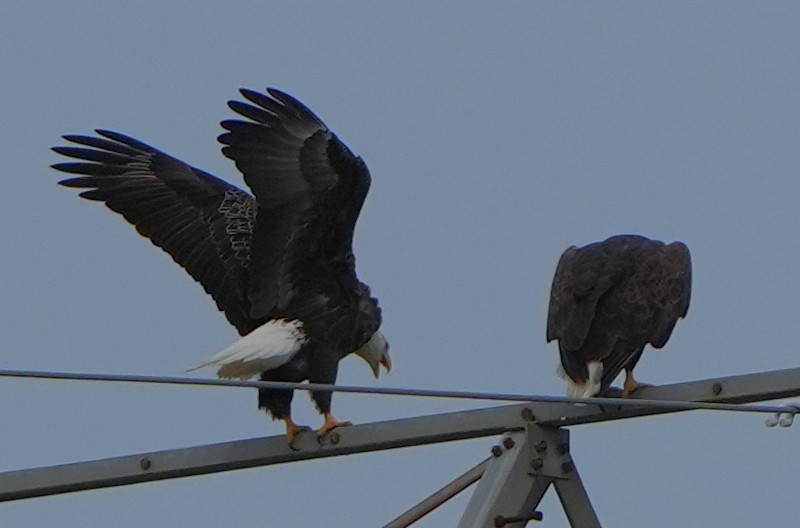 Itsas arrano buruzuria - ML644786834