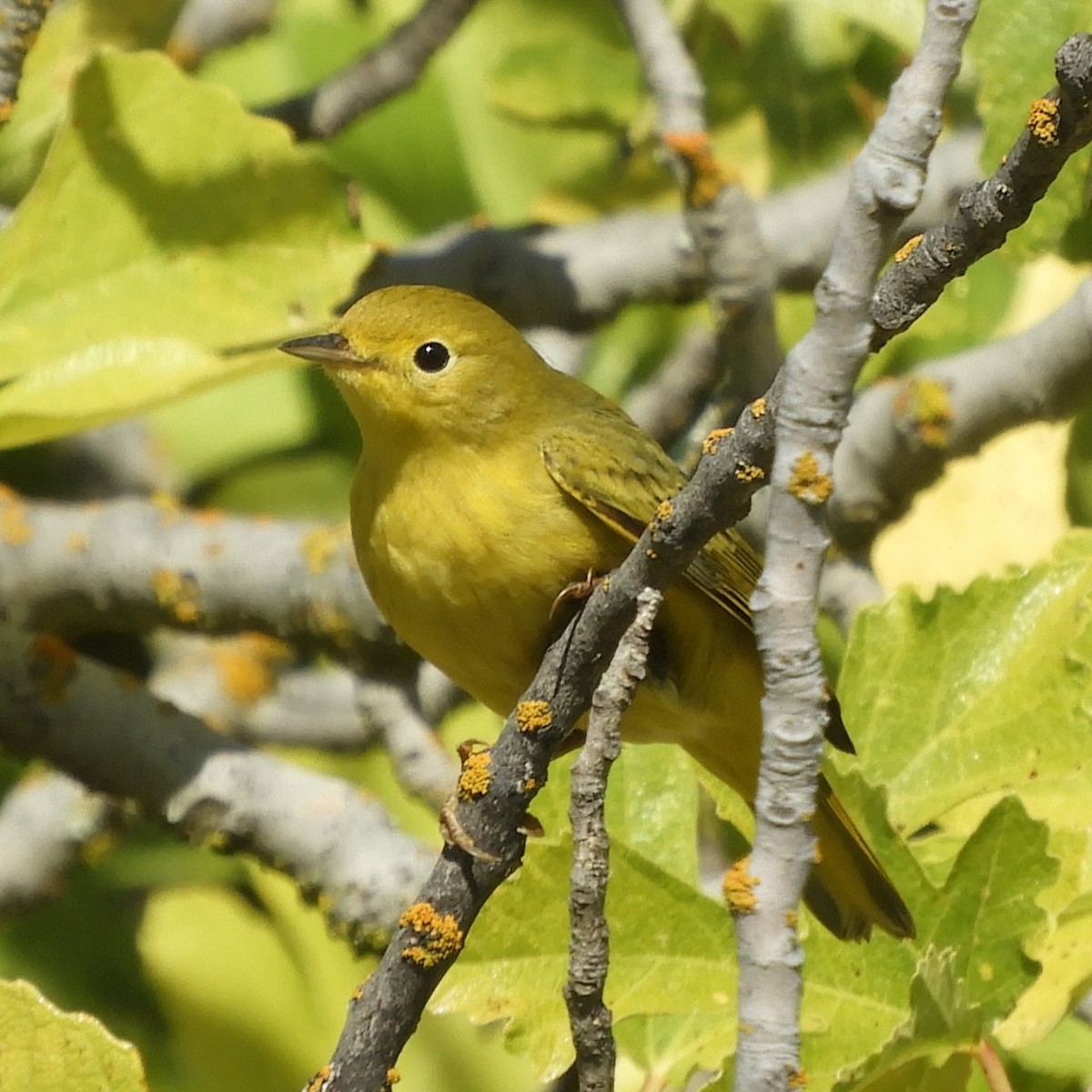 Northern Yellow Warbler - ML644786842