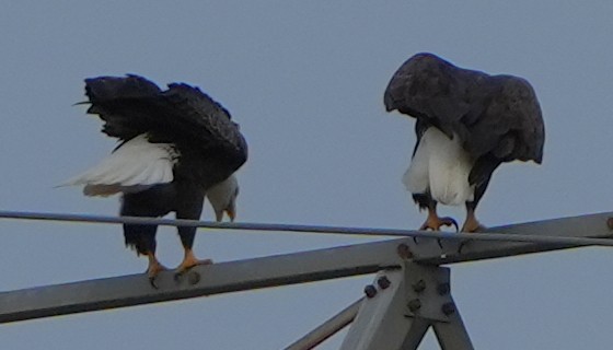 Itsas arrano buruzuria - ML644786843