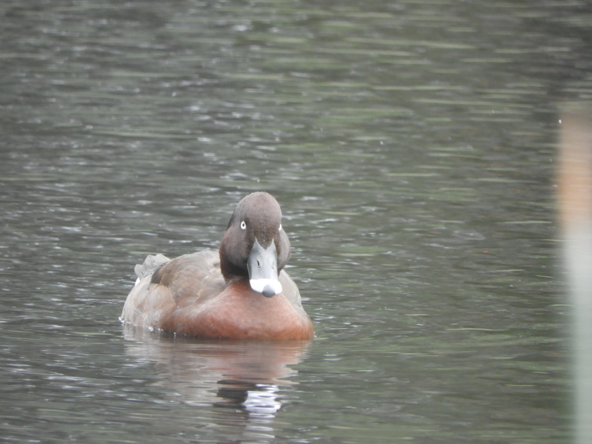 Чернь австралійська - ML644786846